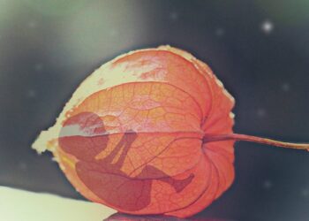 Immagine bimbo nella foglia