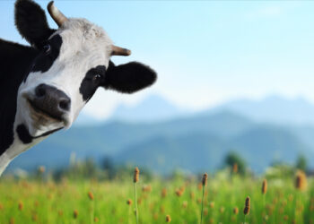 ПРОБЛЕМИ ЖИВОТА НА СЕЛУ (први део)