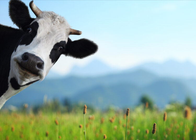 ПРОБЛЕМИ ЖИВОТА НА СЕЛУ (први део)