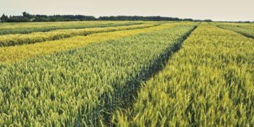 ПРОБЛЕМИ ЖИВОТА НА СЕЛУ (други део)