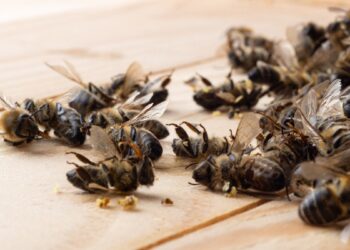 О ВЕШТАЧКОЈ ПЧЕЛИ И СВЕТУ БЕЗ ЉУБАВИ