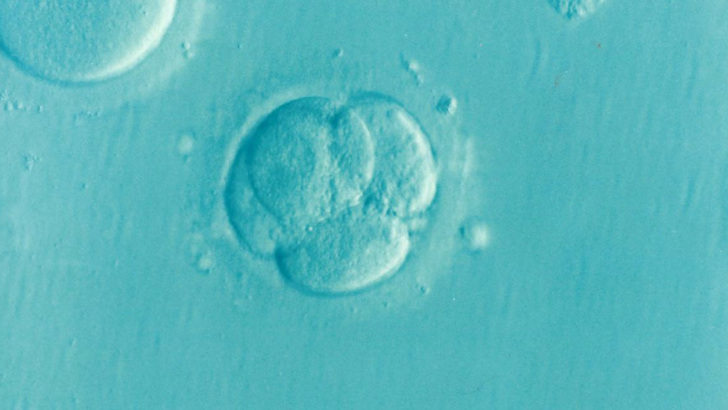 Menschlicher Embryo