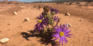 Fiori nel deserto