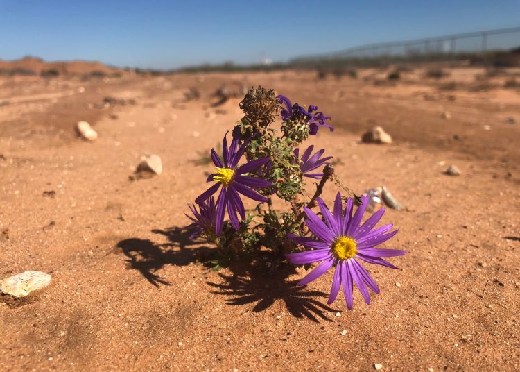 Fiori nel deserto