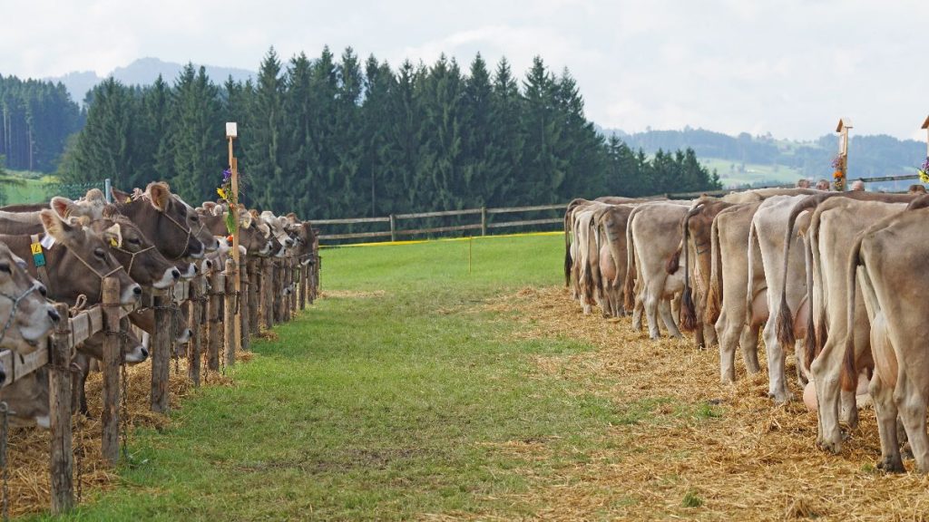 mucche in Svizzera