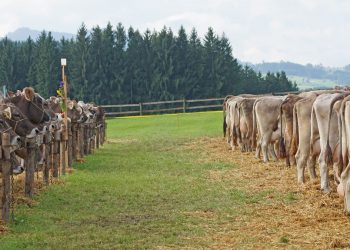 mucche in Svizzera