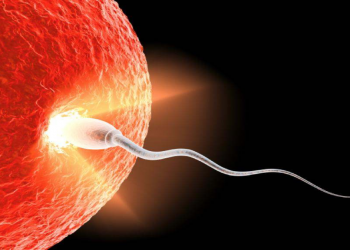 Wann beginnt das menschliche Leben?