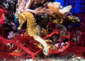 Sesso fuori binario. I «papà cavallucci»