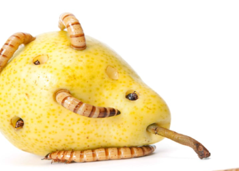 Perú y cómo la Ideología mata al anteponerla a la Salud Pública