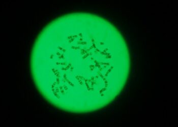 Cromosomas humanos bajo el microscopio