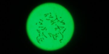 Људски хромозоми под микроскопом