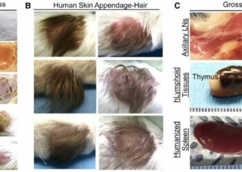 Menschen als Laborratten: US-Universität transplantiert Gewebe abgetriebener Föten in Nagetiere
