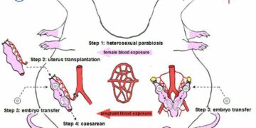 Forscher pflanzen männlicher Ratte Uterus ein und züchten Rattenwelpen