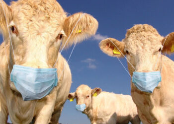 „ПОБЕДА НАД ВИРУСОМ“ И НОВИ „ЈЕСЕЊИ ТАЛАС“