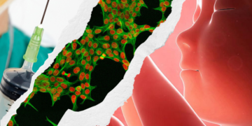 Как тела абортированных детей используются для производства вакцин и других лекарств. Часть 1