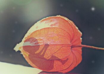 БАЈДЕН: БРАНИЋУ ПРАВО НА АБОРТУС