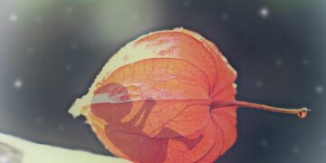 БАЈДЕН: БРАНИЋУ ПРАВО НА АБОРТУС