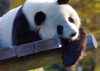 Partido Comunista Chino “Desesperado por falta de trabajadores y soldados”