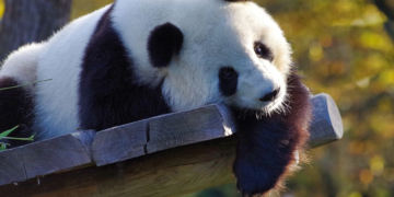 Partido Comunista Chino “Desesperado por falta de trabajadores y soldados”