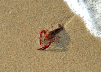 Левые, лобстеры и лоботомия