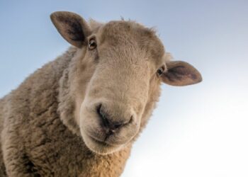 Während der RCDS den „Genderzwang“ an BaWü-Hochschulen ablehnt, gendert Wien jetzt auch Schafe