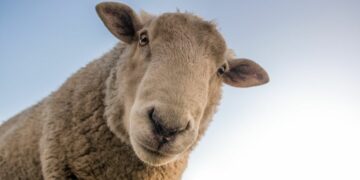 Während der RCDS den „Genderzwang“ an BaWü-Hochschulen ablehnt, gendert Wien jetzt auch Schafe