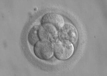 embrione umano