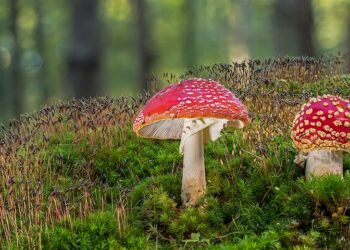 L’ingerenza abortista di Amsterdam