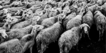 El Coronavirus de Salem (2 de 3)