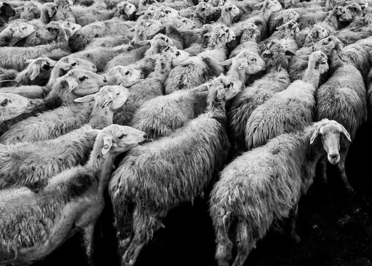 El Coronavirus de Salem (2 de 3)