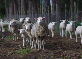 El Coronavirus de Salem (1 de 3)