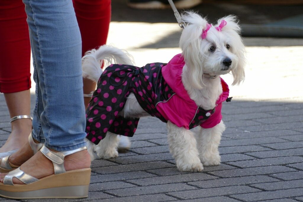 Dog with coat