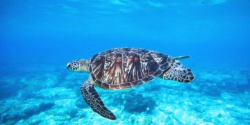 Lo que no te cuentan del cambio climático