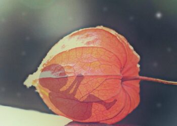 ГВАТЕМАЛА, 25 ГОДИНА ЗАТВОРА ЗА АБОРТУС