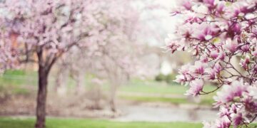 Alberi di magnolia