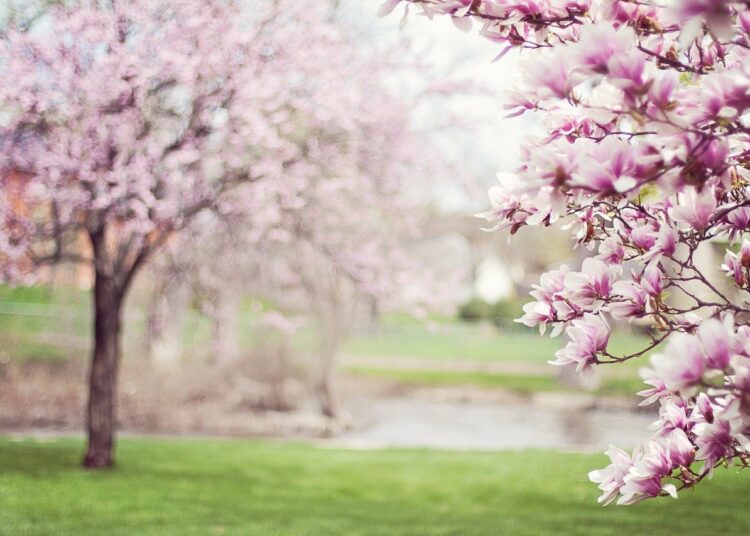 Alberi di magnolia