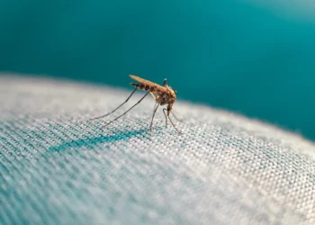 L’Agence américaine de protection de l’environnement approuve la dissémination massive de 2 milliards de moustiques OGM.