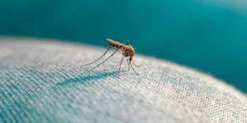 Massenfreisetzung von 2 Mrd. GVO-Mücken von der US-Umweltschutzbehörde genehmigt