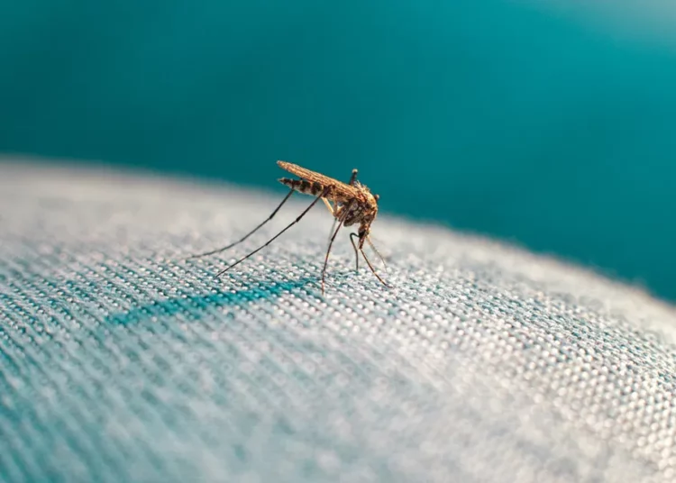 Massenfreisetzung von 2 Mrd. GVO-Mücken von der US-Umweltschutzbehörde genehmigt