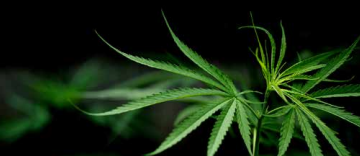 Perché no. Ecco perché