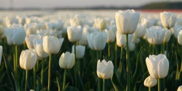 Euthanasia gallops in the Netherlands