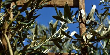 «Nostradomus». La domenica delle Palme