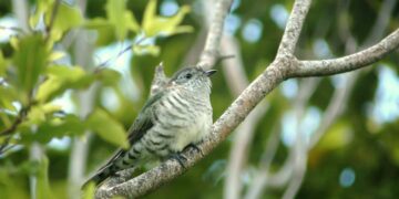 «Nostradomus». Calendimaggio, il cuculo e il ciliegio