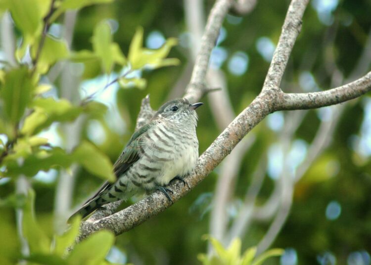 «Nostradomus». Calendimaggio, il cuculo e il ciliegio