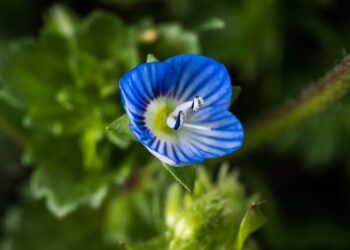 «Nostradomus». Gli Occhi della Madonna