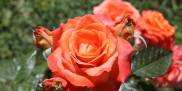 Rosa