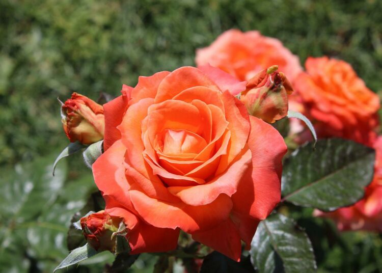 Rosa