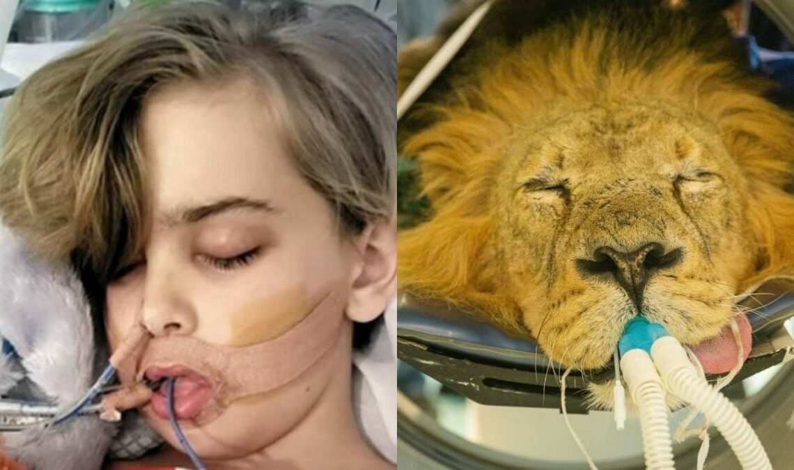 Fight, Archie, like a lion!