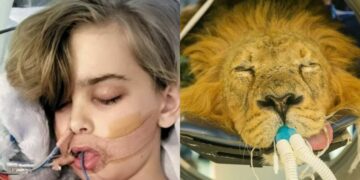 Lotta, Archie, come un leone!