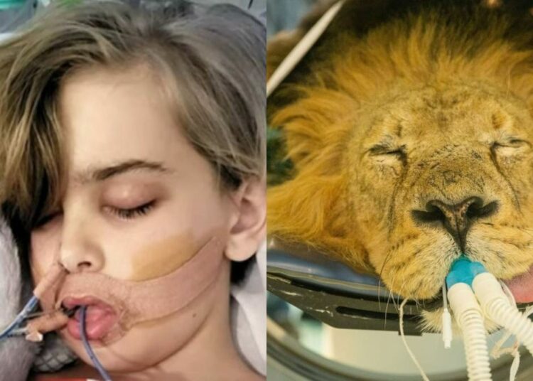 Lotta, Archie, come un leone!